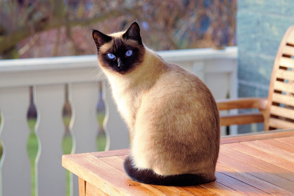 Von Siam bis Perser: Die beliebtesten Katzenarten im Überblick