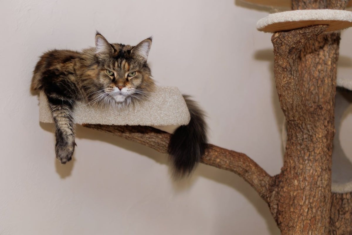 Natürlicher Kratzbaum – Nachhaltige Kletterlandschaften für Katzen